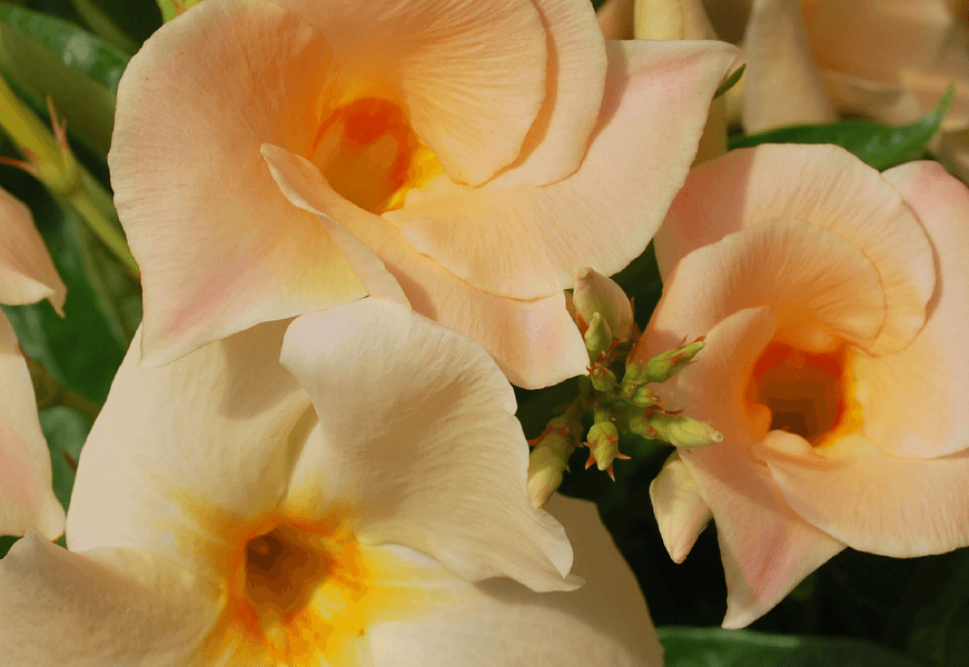 Diplandénie 'Sundaville Classic Apricot' - Mandevilla sanderi 'Sundaville Classic Apricot'