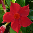 Diplandénie 'Sundaville Giant Red' - Mandevilla sanderi 'Sundaville Giant Red'