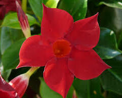 Diplandénie 'Sundaville Giant Red' - Mandevilla sanderi 'Sundaville Giant Red'