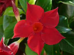 Diplandénie 'Sundaville Giant Red'