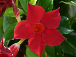 Diplandénie 'Sundaville Giant Red' - Mandevilla sanderi 'Sundaville Giant Red'