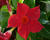 Diplandénie 'Sundaville Giant Red'