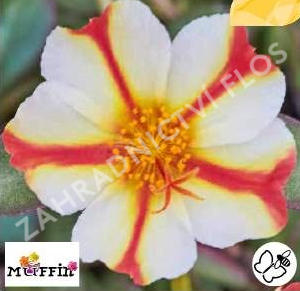 Šrucha 'Muffin Red & Creme' - Portulaca umbraticola 'Muffin Red & Creme'