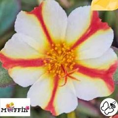 Šrucha 'Muffin Red & Creme' - Portulaca umbraticola 'Muffin Red & Creme'