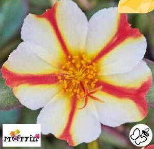 Šrucha 'Muffin Red & Creme'
