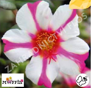 Šrucha 'Muffin Rose & White' - Portulaca umbraticola 'Muffin Rose & White'