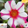 Šrucha 'Muffin Rose & White' - Portulaca umbraticola 'Muffin Rose & White'