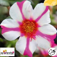 Šrucha 'Muffin Rose & White' - Portulaca umbraticola 'Muffin Rose & White'
