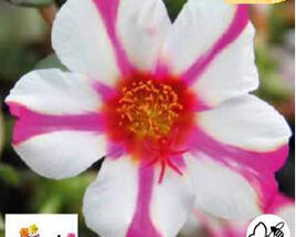 Šrucha 'Muffin Rose & White'
