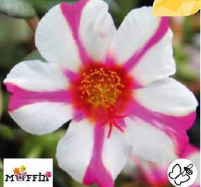 Šrucha 'Muffin Rose & White'