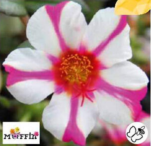 Šrucha 'Muffin Rose & White'