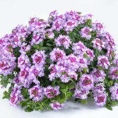 Verbena, sporýš 'Vanessa Bicolor Purple' - Verbena hybrida 'Vanessa Bicolor Purple'