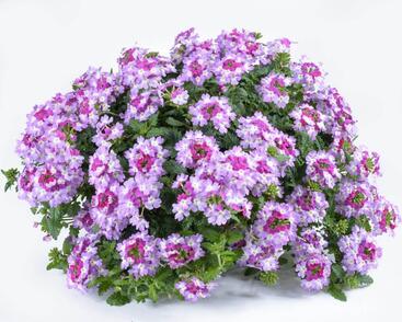 Sporýš 'Vanessa Bicolor Purple'