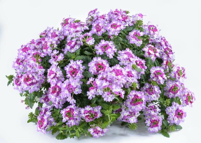 Verbena, sporýš 'Vanessa Bicolor Purple' - Verbena hybrida 'Vanessa Bicolor Purple'