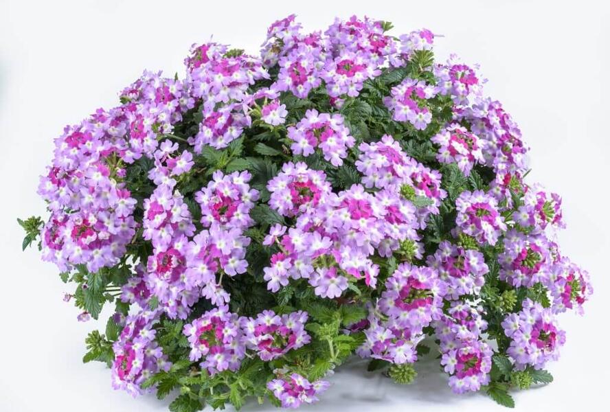 Sporýš 'Vanessa Bicolor Purple' - Verbena hybrida 'Vanessa Bicolor Purple'