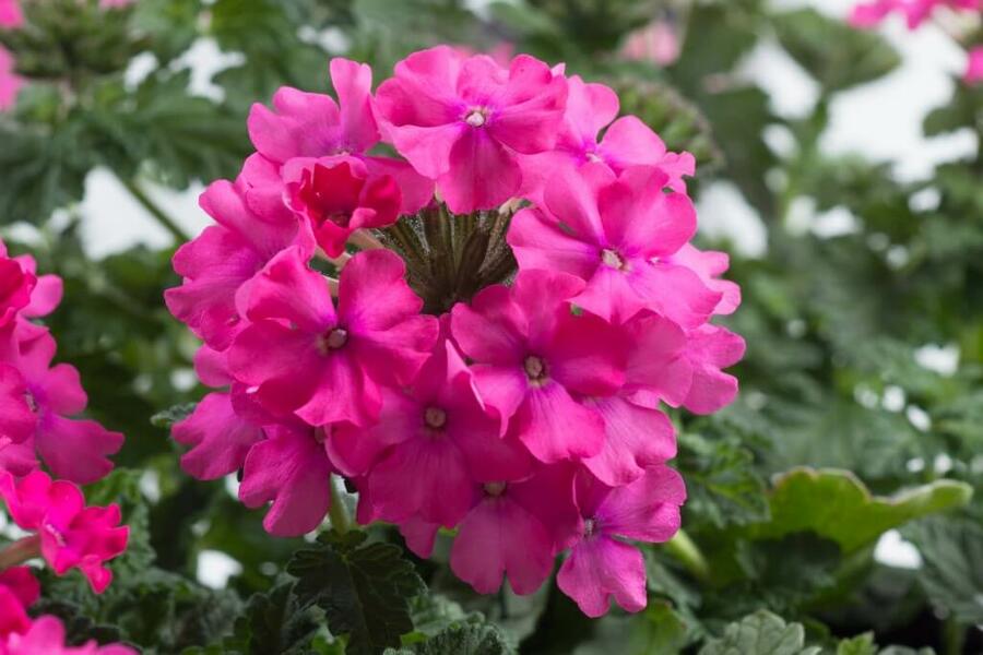 Verbena, sporýš 'Vanessa Compact Deep Pink' - Verbena hybrida 'Vanessa Compact Deep Pink'