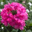 Verbena, sporýš 'Vanessa Compact Deep Pink' - Verbena hybrida 'Vanessa Compact Deep Pink'