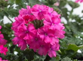 Sporýš 'Vanessa Compact Deep Pink' - Verbena hybrida 'Vanessa Compact Deep Pink'