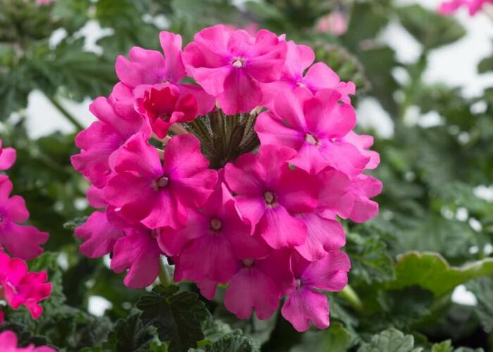 Verbena, sporýš 'Vanessa Compact Deep Pink' - Verbena hybrida 'Vanessa Compact Deep Pink'