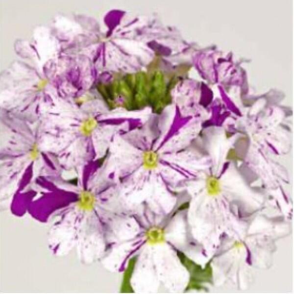 Sporýš 'Star Dreams Upright Magenta Splash' - Verbena hybrida 'Star Dreams Upright Magenta Splash'