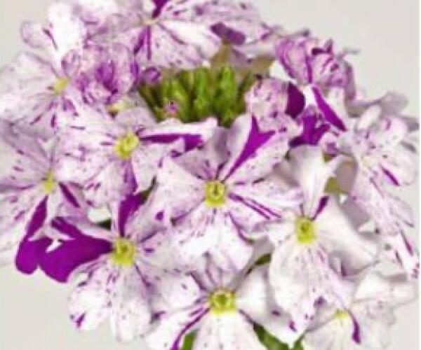 Verbena, sporýš 'Star Dreams Upright Magenta Splash' - Verbena hybrida 'Star Dreams Upright Magenta Splash'