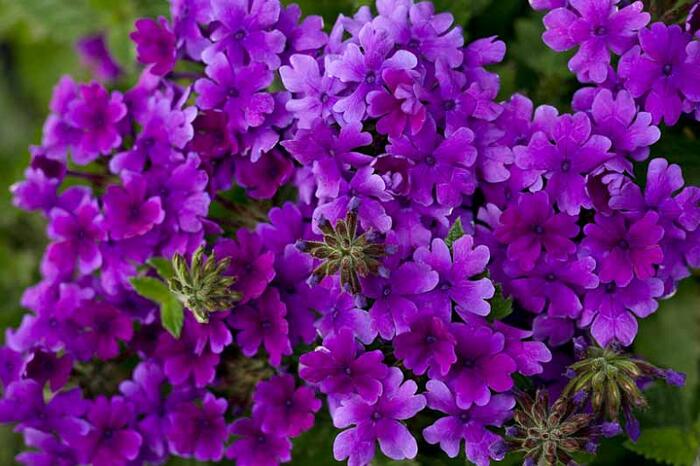Verbena, sporýš 'Summer Dreams Deep Blue' - Verbena hybrida 'Summer Dreams Deep Blue'