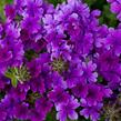 Verbena, sporýš 'Summer Dreams Deep Blue' - Verbena hybrida 'Summer Dreams Deep Blue'