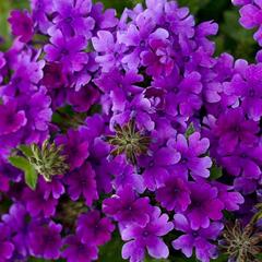 Verbena, sporýš 'Summer Dreams Deep Blue' - Verbena hybrida 'Summer Dreams Deep Blue'