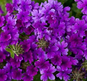 Verbena, sporýš 'Summer Dreams Deep Blue' - Verbena hybrida 'Summer Dreams Deep Blue'