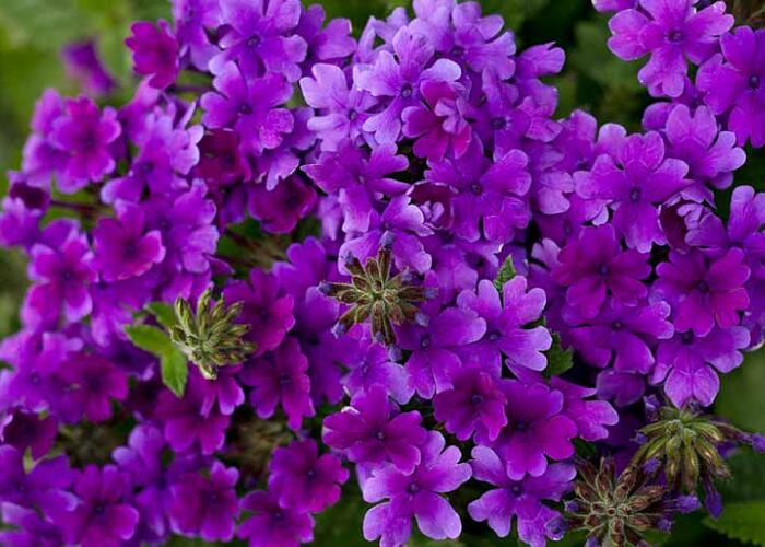Verbena, sporýš 'Summer Dreams Deep Blue' - Verbena hybrida 'Summer Dreams Deep Blue'