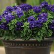 Petúnie velkokvětá 'Duplika Blue' - Petunia grandiflora 'Duplika Blue'