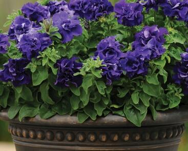 Petúnie velkokvětá 'Duplika Blue'