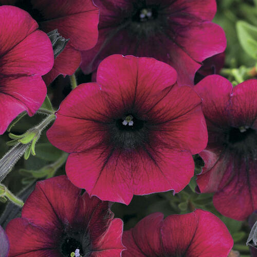 Petúnie velkokvětá 'Duplika Burgundy' - Petunia grandiflora 'Duplika Burgundy'