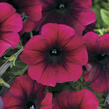 Petúnie velkokvětá 'Duplika Burgundy' - Petunia grandiflora 'Duplika Burgundy'
