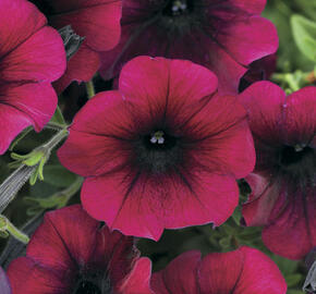 Petúnie velkokvětá 'Duplika Burgundy' - Petunia grandiflora 'Duplika Burgundy'