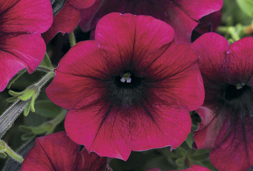 Petúnie velkokvětá 'Duplika Burgundy' - Petunia grandiflora 'Duplika Burgundy'