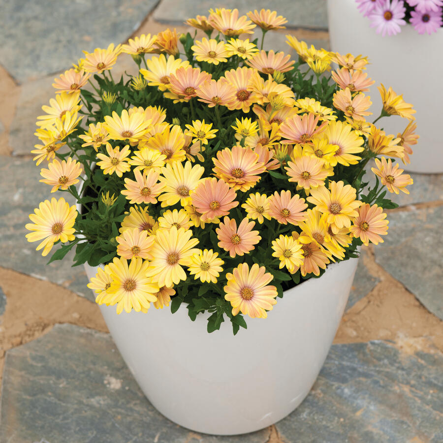 Dvoutvárka 'Cape Daisy Magic Sunrise' - Osteospermum ecklonis 'Cape Daisy Magic Sunrise'