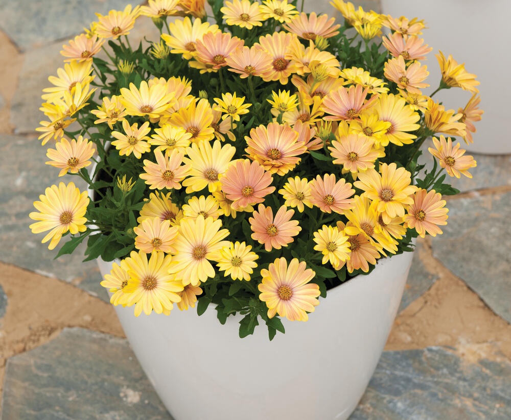 Dvoutvárka 'Cape Daisy Magic Sunrise' - Osteospermum ecklonis 'Cape Daisy Magic Sunrise'