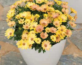 Dvoutvárka 'Cape Daisy Magic Sunrise'