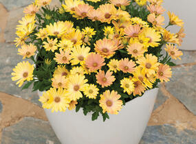 Dvoutvárka 'Cape Daisy Magic Sunrise' - Osteospermum ecklonis 'Cape Daisy Magic Sunrise'