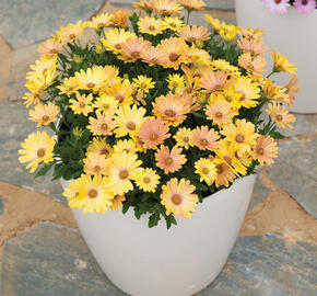 Dvoutvárka 'Cape Daisy Magic Sunrise' - Osteospermum ecklonis 'Cape Daisy Magic Sunrise'