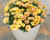 Dvoutvárka 'Cape Daisy Magic Sunrise'