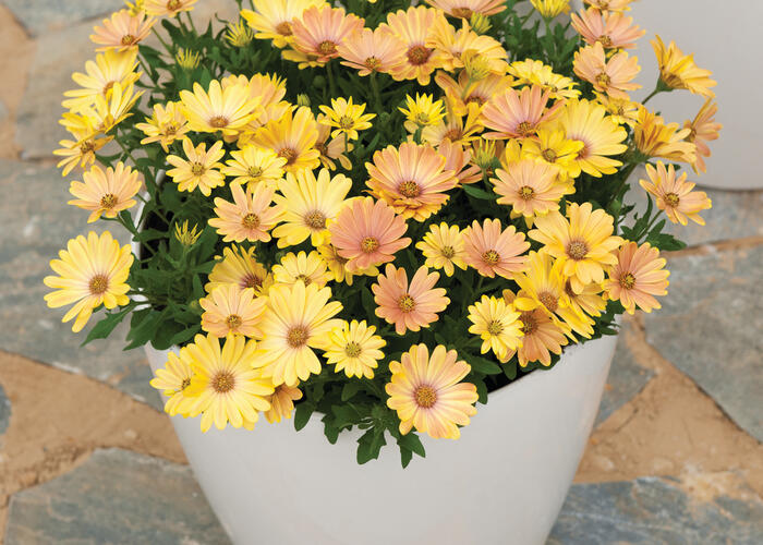 Dvoutvárka 'Cape Daisy Magic Sunrise' - Osteospermum ecklonis 'Cape Daisy Magic Sunrise'