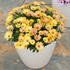 dvoutvarka-cape-daisy-magic-sunrise.jpg