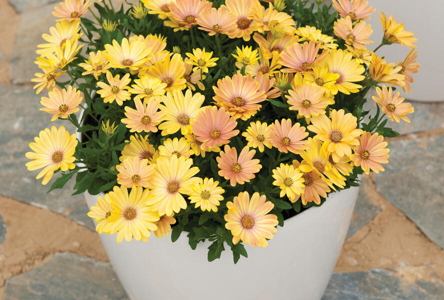 Dvoutvárka 'Cape Daisy Magic Sunrise' - Osteospermum ecklonis 'Cape Daisy Magic Sunrise'
