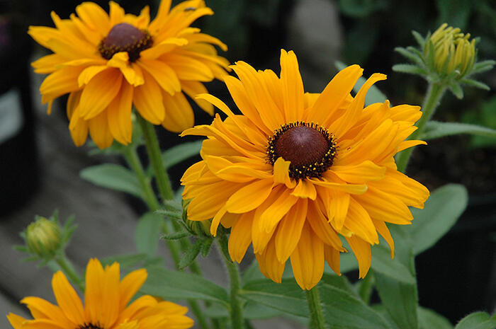 Třapatka srstnatá 'Goldilocks' - Rudbeckia hirta 'Goldilocks'