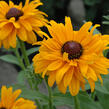 Třapatka srstnatá 'Goldilocks' - Rudbeckia hirta 'Goldilocks'