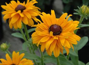 Třapatka srstnatá 'Goldilocks' - Rudbeckia hirta 'Goldilocks'