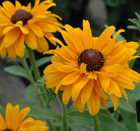 Třapatka srstnatá 'Goldilocks' - Rudbeckia hirta 'Goldilocks'