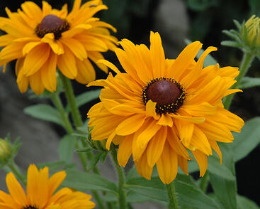 Třapatka srstnatá 'Goldilocks'